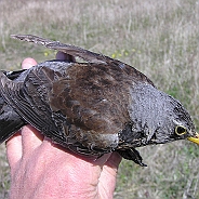 Fieldfare